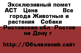 Эксклюзивный помет АСТ › Цена ­ 30 000 - Все города Животные и растения » Собаки   . Ростовская обл.,Ростов-на-Дону г.